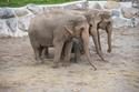 Elefantenpark «Himmapan» Knies Kinderzoo in Rapperswil
