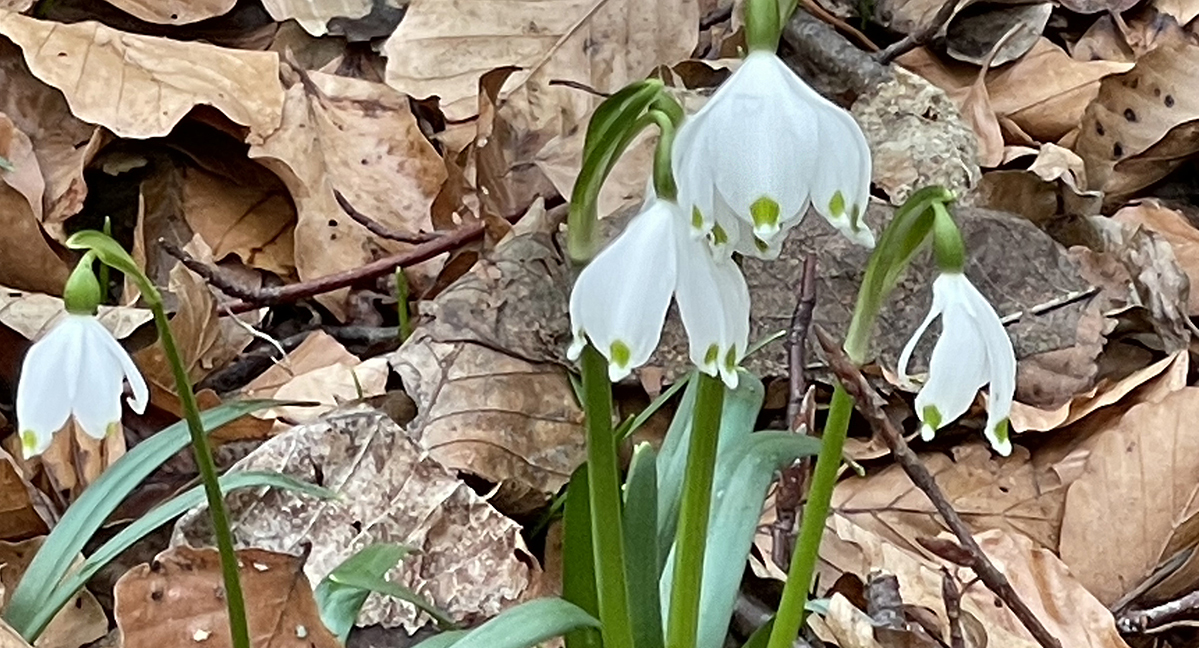 Märzenbecher – Heimische Frühlingsboten