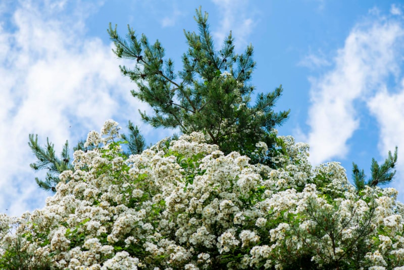 Sonntag, 16. Juni 2024 - Einblicke in einen zauberhaften Rosengarten