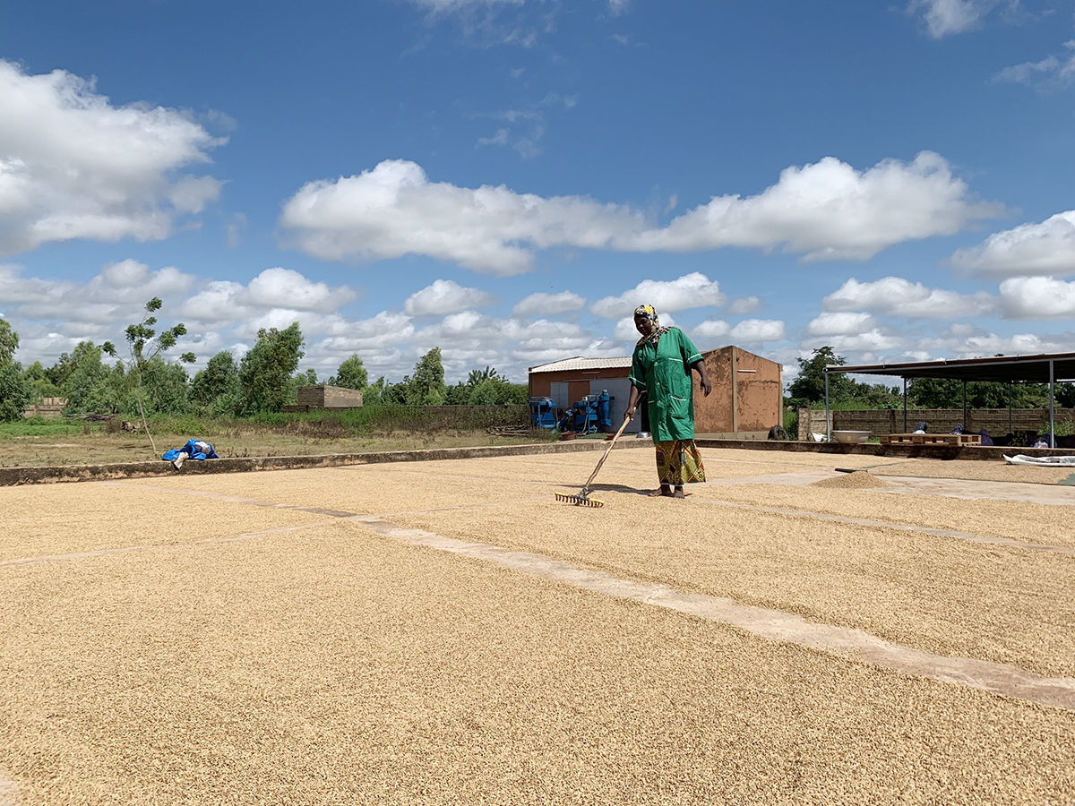 Der vorgekochte Parboiled Reis wird getrocknet, bevor er maschinell geschält wird. (Foto: ADA)