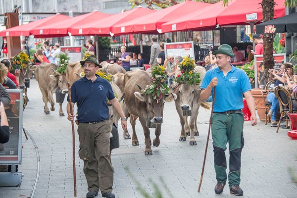 Alpabfahrt Alp Pradamee