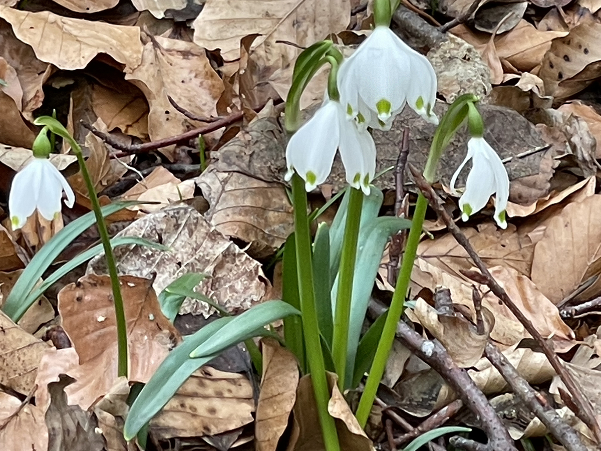  Vaduz, Sonntag, 11. Februar 2024 © exclusiv